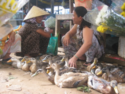 vietnam_bird_market.jpg